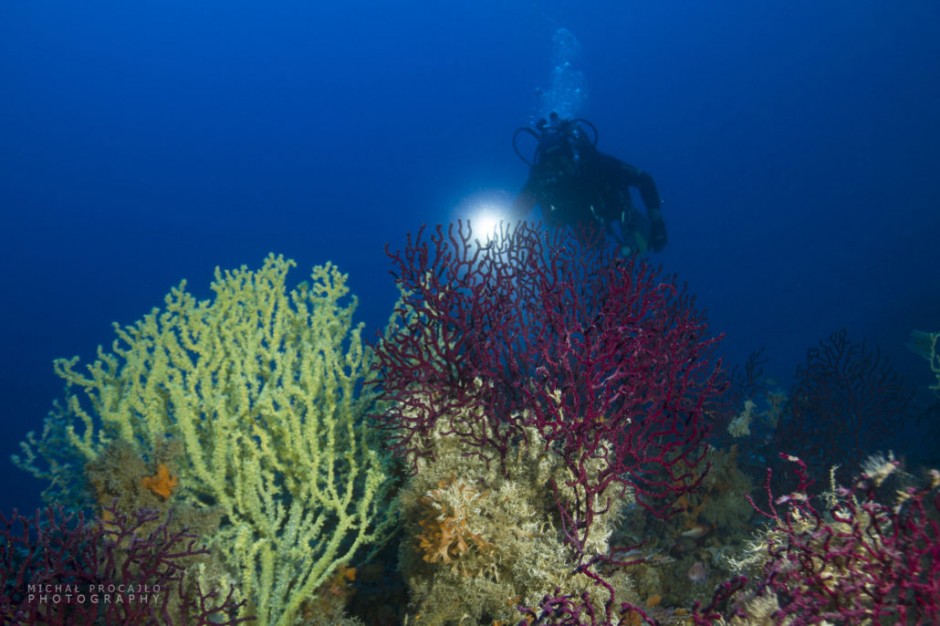 Gorgonia – Beautiful Monster - center News B24 - Diving Blog 