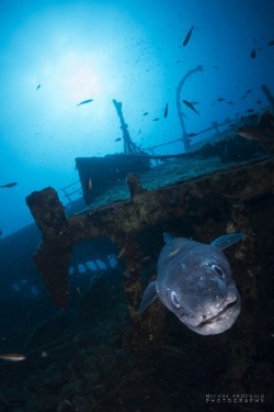 Teti 7 Diving centre B 24 Vis Croatia 687x1030