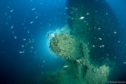 Re d Italia IMG 4922 2