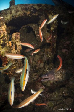 Teti 4 Diving centre B 24 Vis Croatia 684x1030