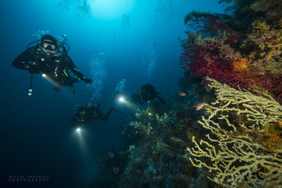 Gorgonia – Beautiful Monster - News - Blog - Diving center B24 | Brillen