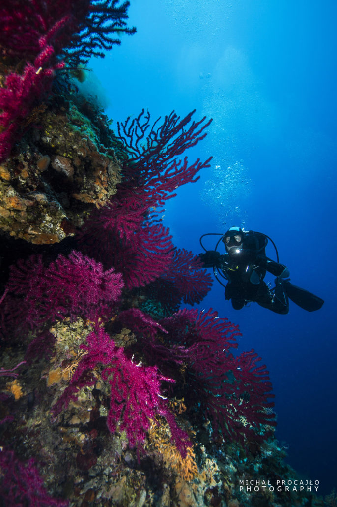 Diving - - News - Monster Blog center Beautiful B24 Gorgonia –
